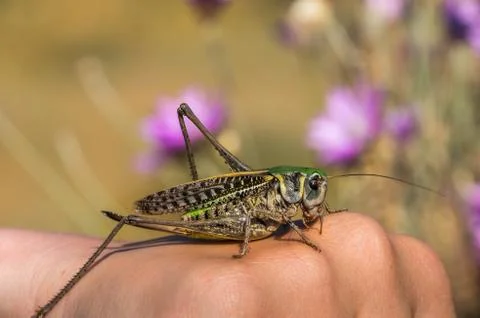 Grasshopper Stock Photos
