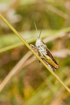 Grasshopper Stock Photos