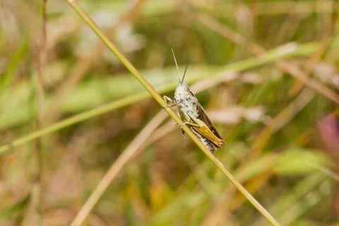 Grasshopper Stock Photos