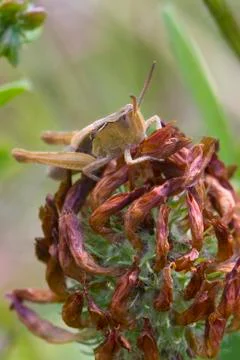 Grasshopper Stock Photos