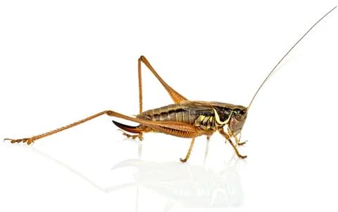 Grasshopper Stock Photos