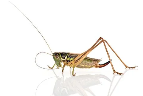 Grasshopper Stock Photos