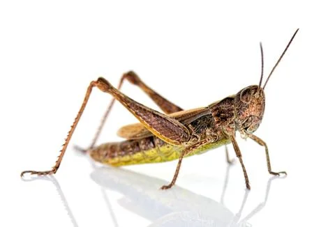 Grasshopper Stock Photos