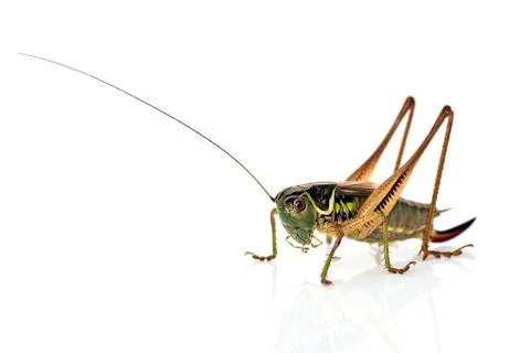 Grasshopper Stock Photos