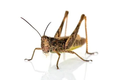 Grasshopper Stock Photos