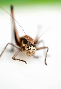 Grasshopper Stock Photos