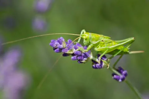 Grasshopper Stock Photos