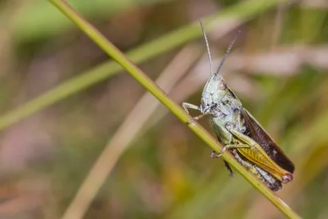 Grasshopper Stock Photos