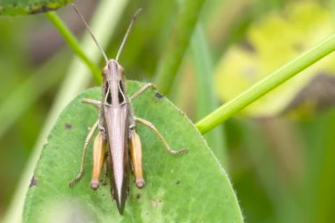 Grasshopper Stock Photos