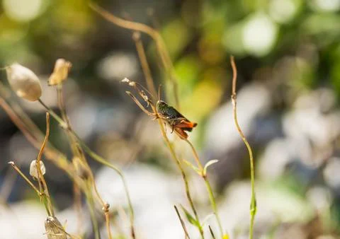 Grasshopper Stock Photos