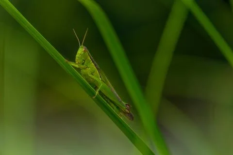 Grasshopper Stock Photos