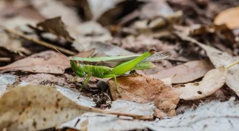Grasshopper. Stock Photos