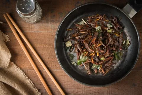 Grasshopper Stock Photos