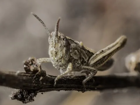 Grasshopper Stock Photos