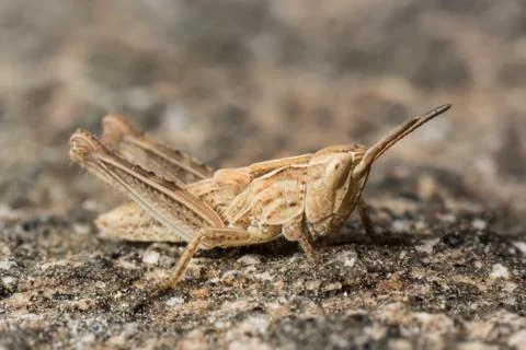 Grasshopper Stock Photos