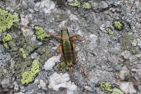 A grasshopper Stock Photos