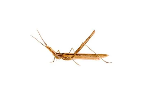 Grasshopper Stock Photos