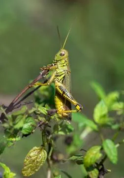 Grasshopper Stock Photos