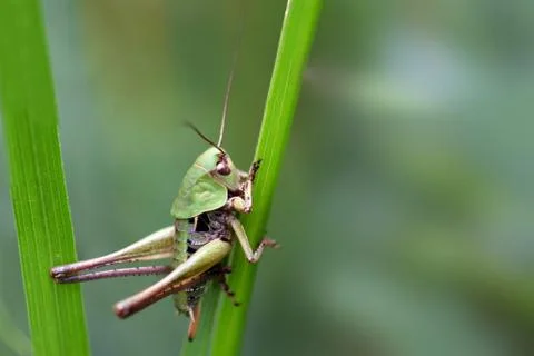 Grasshopper Stock Photos