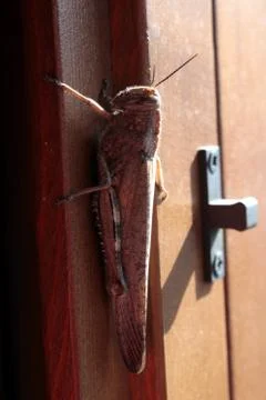 Grasshopper Stock Photos