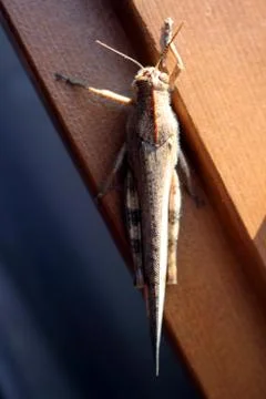 Grasshopper Stock Photos