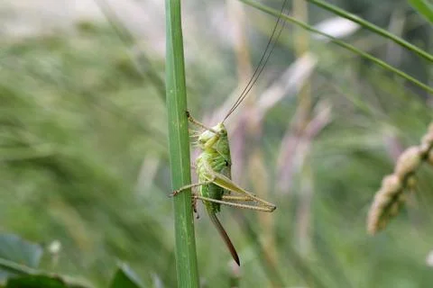 Grasshopper Foto stock