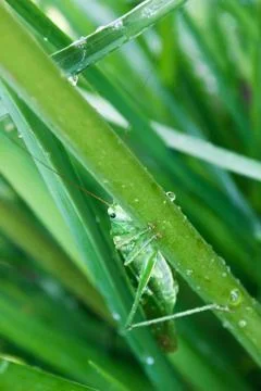 Grasshopper Stock Photos
