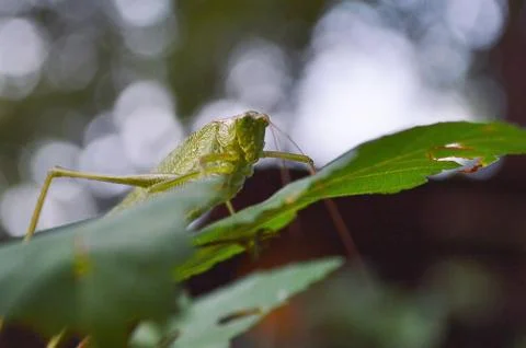 Grasshopper 스톡 사진