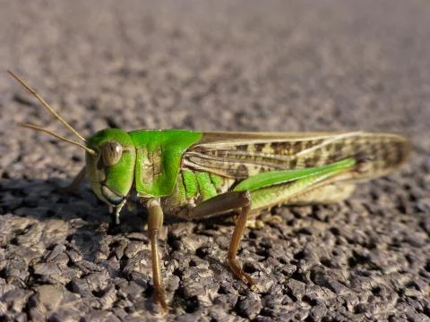 Grasshopper Foto stock