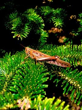 Grasshopper Stock Photos