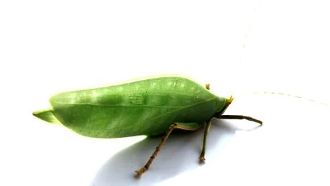 Grasshopper Stock Photos