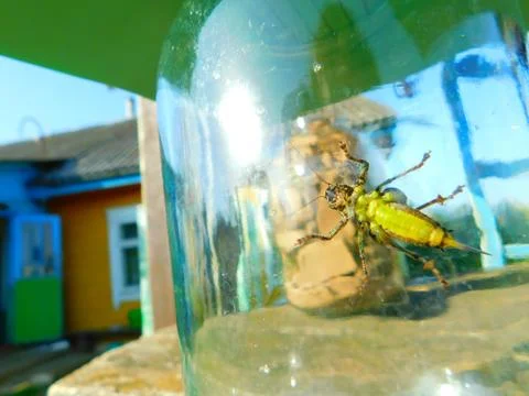 Grasshopper Stock Photos