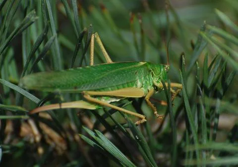 Grasshopper Stock Photos