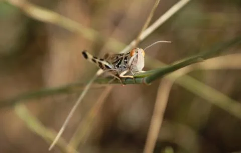 Grasshopper Stock Photos