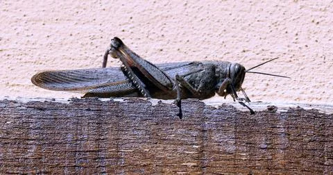 Grasshopper 写真素材