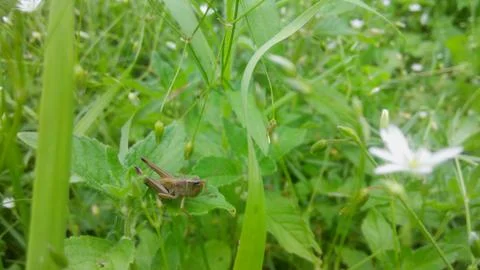 Grasshopper Stock Photos