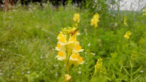 Grasshopper Stock Photos
