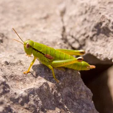 Grasshopper Stock Photos