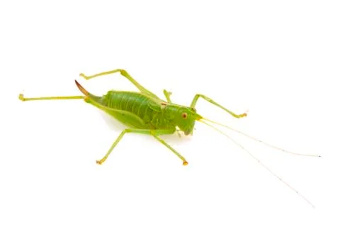 Grasshopper Stock Photos