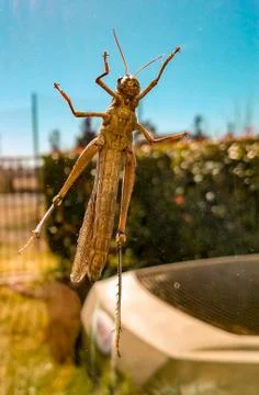 Grasshopper Stock Photos
