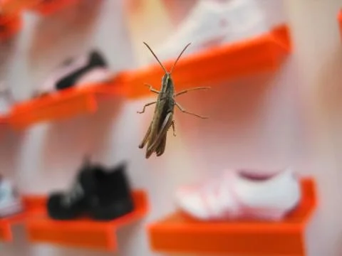 Grasshopper Stock Photos