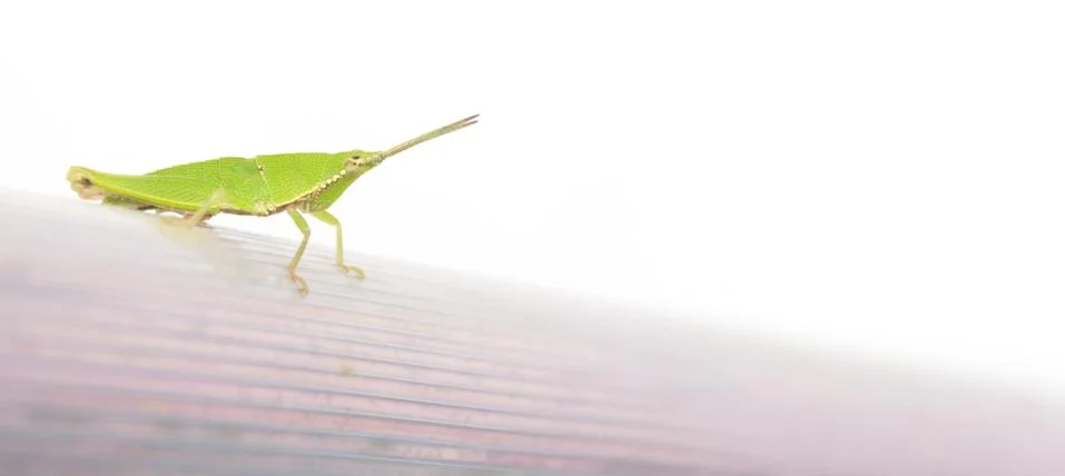 Grasshopper Stock Photos