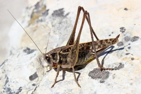 Grasshopper Stock Photos
