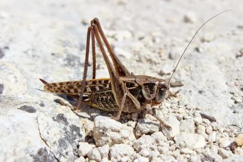 Grasshopper Stock Photos