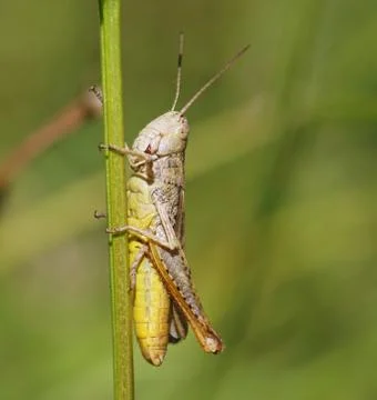 Grasshopper. Stock Photos