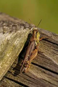 Grasshopper Stock Photos
