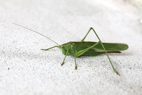 Grasshopper Stock Photos