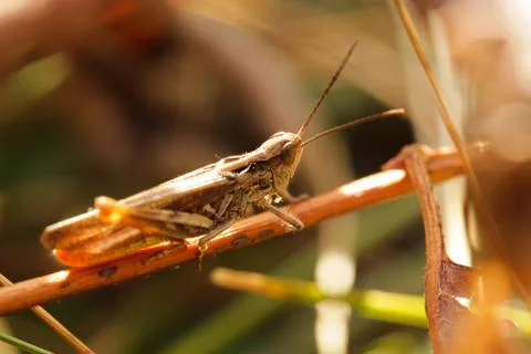 Grasshopper Stock Photos
