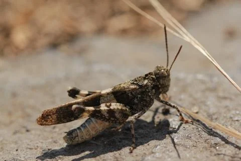 Grasshopper 스톡 사진