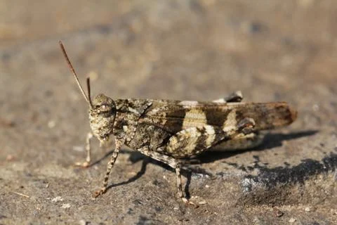 Grasshopper Stock Photos